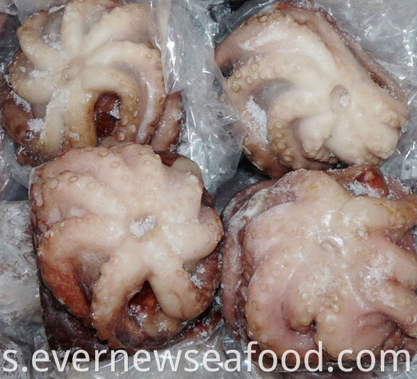 sotong beku untuk dijual